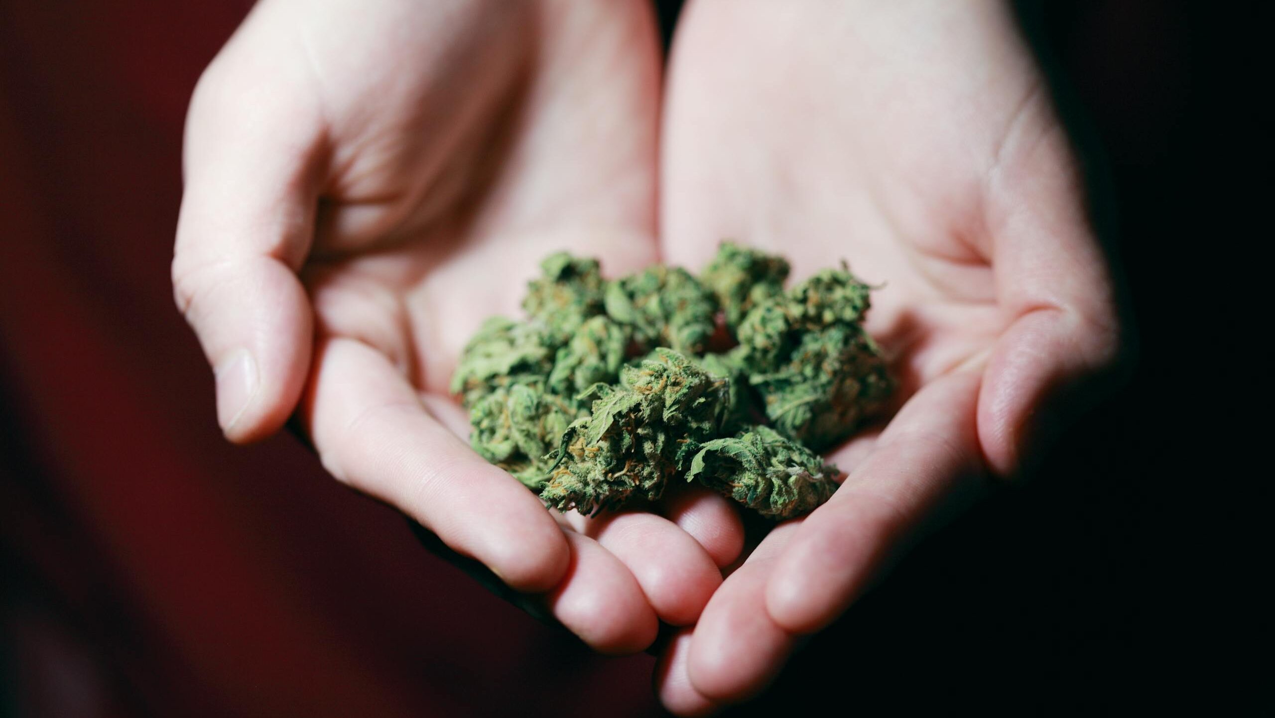 close up photo of hands gently holding marijuana buds highlighting natural medicine. 3676962 scaled e1734626361927